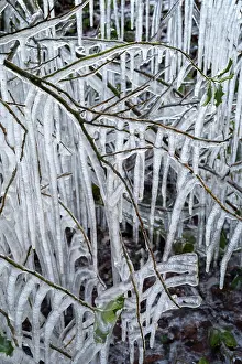 Branch Prints: Roadside vegetation coated in ice from road surface water spray during winter storm
