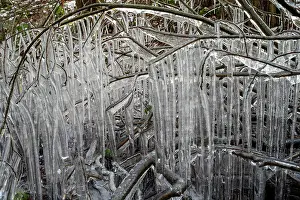 Branch Prints: Roadside vegetation coated in ice from road surface water spray during winter storm