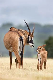 Departure Prints: Roan antelope (Hippotragus equinus) with young offspring, Mlilwane nature reserve