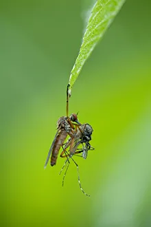 Images Dated 19th June 2009: Robber fly (Asilidae) with mosquito prey hanging from leaf, Gornje Podunavlje Special