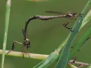 Asilidae Prints: Robberfles (Leptogaster cylindrica) pair mating among grasses