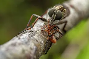 Asilidae Prints: Robberfly (Asilidae) feeding on Ant (Myrmica sp.) prey, Lucerne, Switzerland. August