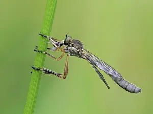 Asilidae Prints: Robberfly (Leptogaster cylindrica) female feeding on fly prey