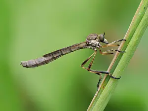 Asilidae Prints: Robberfly (Leptogaster cylindrica) female resting on grass stem
