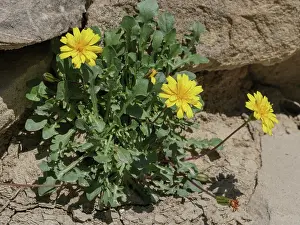 Abruzzo Prints: Robert's catsear (Hypochaeris robertia) in flower among rocks
