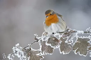 Images Dated 8th December 2010: Robin (Erithacus rubecula) adult perched in winter with feather fluffed up, Scotland
