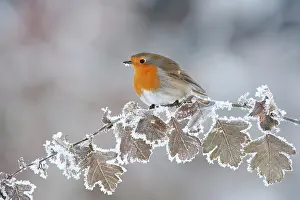 Songbirds Prints: Robin (Erithacus rubecula) adult perched in winter, Scotland, UK, December
