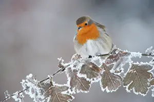 Robin (Erithacus rubecula) adult perched in winter with feather fluffed up, Scotland, UK, December