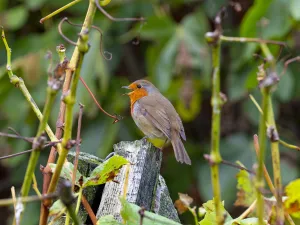 Erithacus Prints: Robin (Erithacus rubecula) in autumn, Norfolk, England, UK