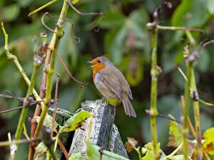 2020 May Highlights Collection: Robin (Erithacus rubecula) in autumn, Norfolk, England, UK
