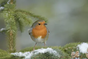 Robin (Erithacus rubecula), Black Isle, Scotland. February