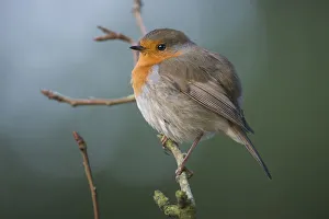 Robin (Erithacus rubecula) on branch, Brasschaat, Belgium