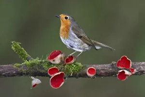 Ascomycetes Gallery: Robin (Erithacus rubecula) on branch with Scarlet elfcup fungus (Sarcoscypha coccinea) spring