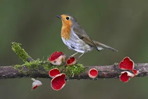 Robin (Erithacus rubecula) on branch with Scarlet elfcup fungus (Sarcoscypha coccinea) spring