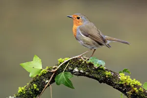 Andres M Dominguez Gallery: Robin (Erithacus rubecula) Cadiz, Spain, March