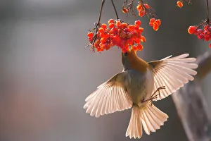 Negative Space Prints: Robin (Erithacus rubecula) feeding on Gelder Rose berries, Germany. January, January