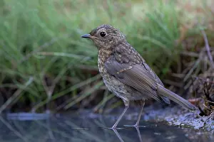 Brasschaat Prints: Robin (Erithacus rubecula) juvenile, standing in shallow water, Brasschaat, Belgium. July