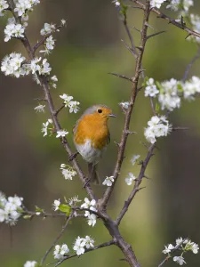 Robin (Erithacus rubecula) perched amongst Blackthorn (Prunus spinosa) blossom, UK