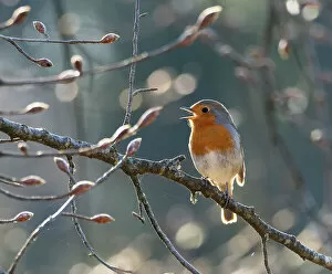 April 2023 Highlights Collection: Robin (Erithacus rubecula) perched on branch singing in spring, Bavaria, Germany. April