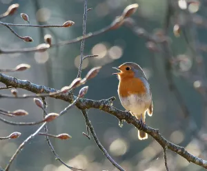 Robin (Erithacus rubecula) perched on branch singing in spring, Bavaria, Germany. April