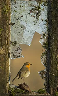 Images Dated 17th February 2011: Robin (Erithacus rubecula) perched in broken window, UK, February