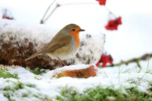 Somerset Prints: Robin (Erithacus rubecula) perched on fallen apple in snow