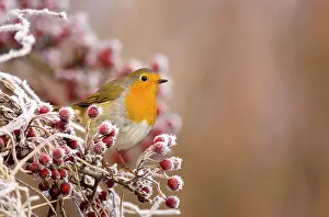 Songbirds Prints: Robin (Erithacus rubecula) perched on frost covered branches