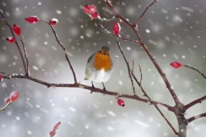 Christmas Prints: Robin (Erithacus rubecula) perched on rosehip branch during snowfall. UK, December