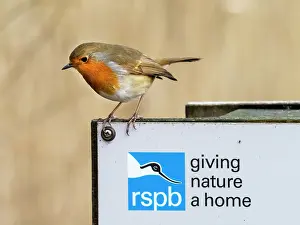 Rspb Prints: Robin (Erithacus rubecula) perched on RSPB sign