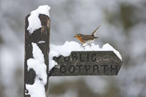 Robin (Erithacus rubecula) perched on snow covered footpath sign, Peak District, England, UK
