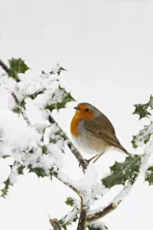 Robin (Erithacus rubecula) perched on snow covered Holly, Wales, UK