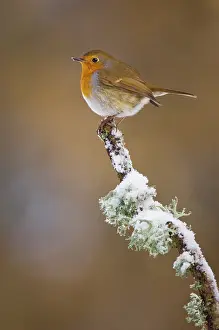 Songbirds Prints: Robin (Erithacus rubecula) perched on a snow covered branch