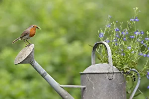 Caterpillars Prints: Robin (Erithacus rubecula) perched on watering can with invertebrate prey. Wiltshire