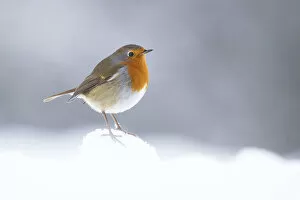Robin (Erithacus rubecula) perched in winter snow, Cairngorms National Park, Scotland, UK. January