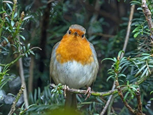 Images Dated 8th January 2021: Robin (Erithacus rubecula) perched in Yew (Taxus baccata) hedge in winter, Norfolk, UK. January