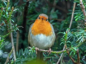 Gymnosperm Prints: Robin (Erithacus rubecula) perched in Yew (Taxus baccata) hedge in winter