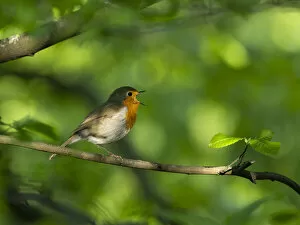 March 2022 highlights Gallery: Robin (Erithacus rubecula) perching on a branch, singing, Bavaria, Germany. May