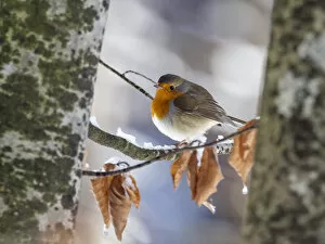 Robin (Erithacus rubecula) perching on an icy branch, Bavaria, Germany, Europe. January