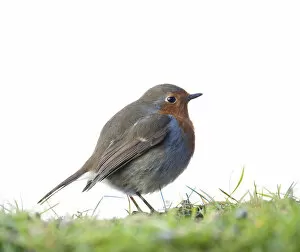 Images Dated 31st January 2013: Robin (Erithacus rubecula) profile in field studio, Scotland, UK, January