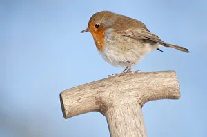 Songbirds Prints: Robin (Erithacus rubecula) resting on spade handle in a garden