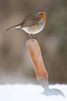 Songbirds Prints: Robin (Erithacus rubecula) resting on trowel handle in a garden
