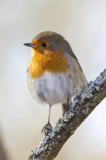 Robin (Erithacus rubecula) at RSPB Leighton Moss Bird Reserve, Silverdale, Lancashire, England, UK