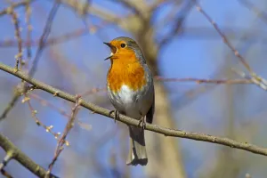 Robin (Erithacus rubecula) singing, Norfolk, England, UK, February