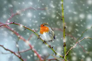 Robin (Erithacus rubecula) in snow, Titchwell, Norfolk, January. Image digitally manipulated to add more snow