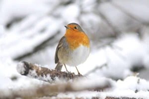 Anticipation Gallery: Robin (Erithacus rubecula) in snow. Dorset, UK, January 2010