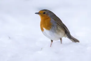 Erithacus Prints: Robin (Erithacus rubecula) in the snow, Broxwater, Cornwall, UK. March