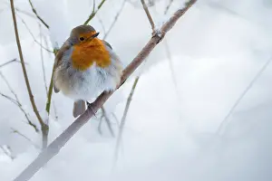 Robin (Erithacus rubecula) in the snow, Broxwater, Cornwall, UK. March