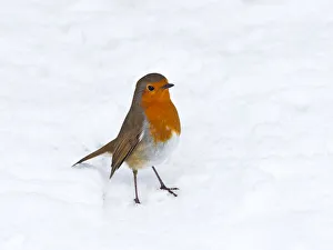 Robin (Erithacus rubecula) in snow, Norfolk, England, UK, February