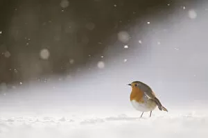 Robin (Erithacus rubecula) on snow covered ground, during snowfall. Derbyshire, UK