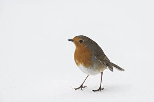 Robin (Erithacus rubecula) Standing in snow, Hertfordshire, ENgland, UK, March